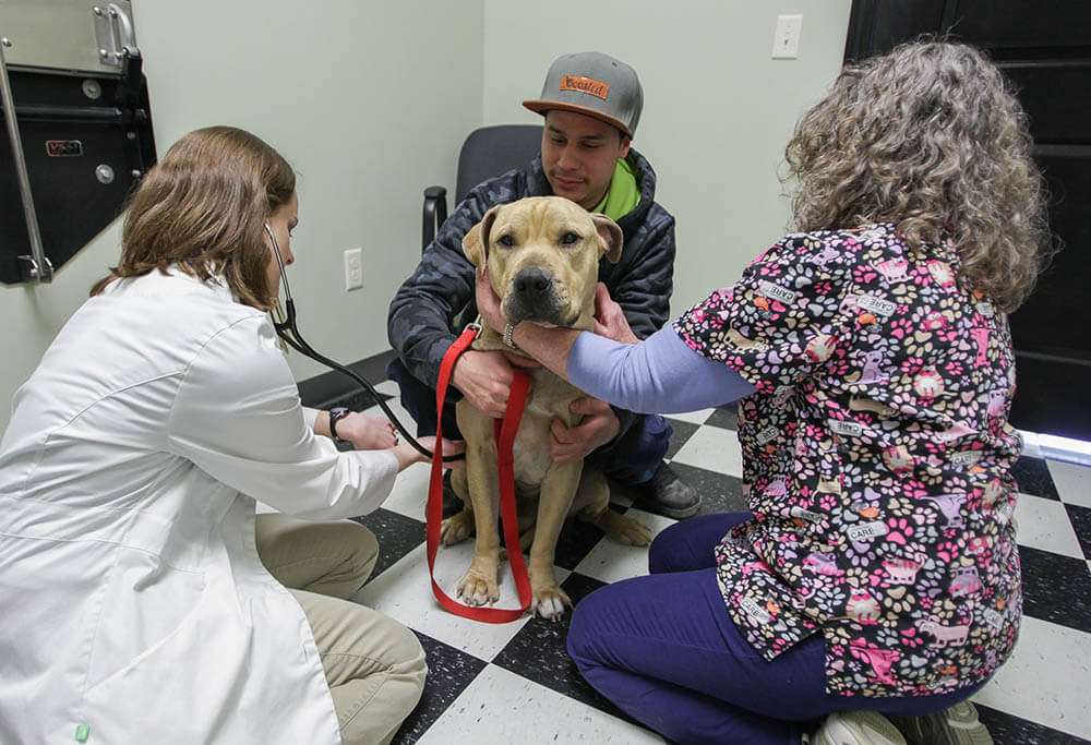 Pet microchipping at Sugar River Animal Hospital