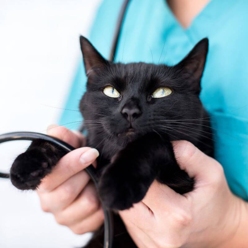 Illness for vet visit
