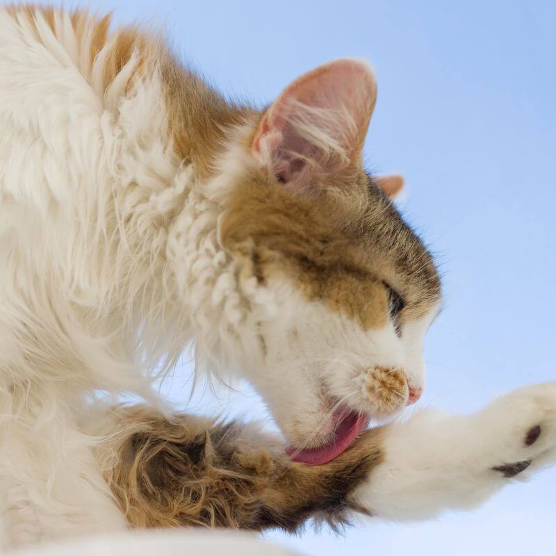 Feline Grooming behaviors SRAH Feline Grooming behaviors SRAH
