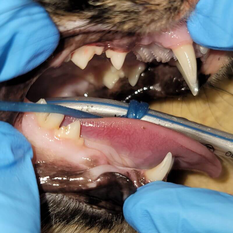 The same cat's teeth after dental cleaning at Sugar River Animal Hospital