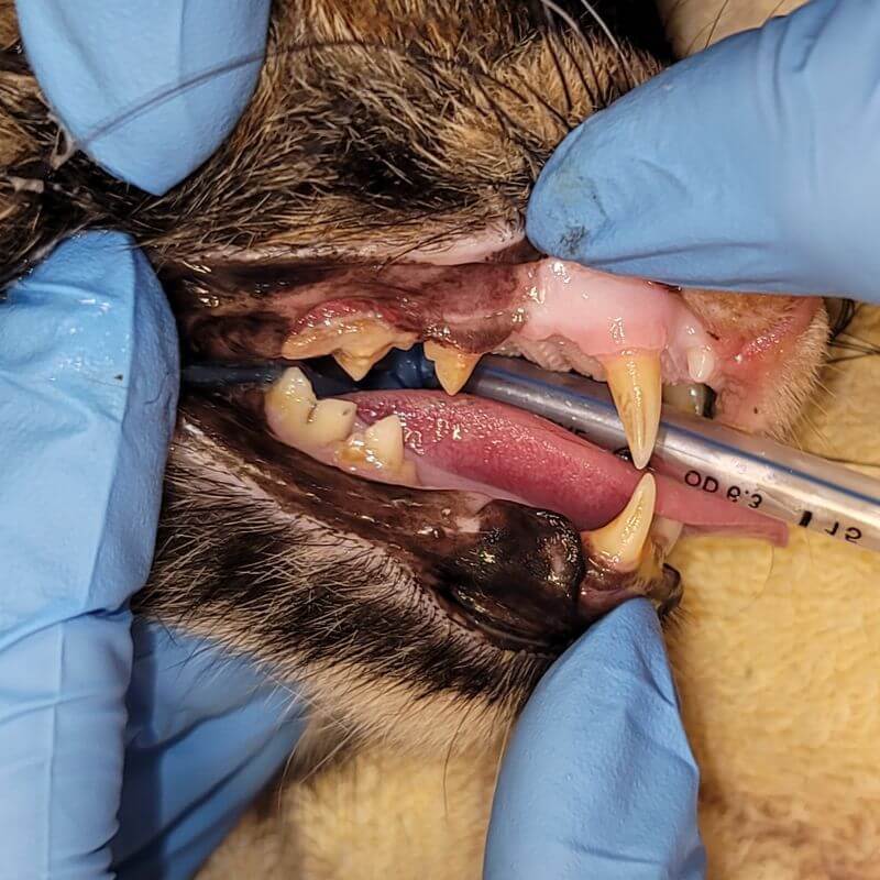 A cat's teeth before dental cleaning at Sugar River Animal Hospital