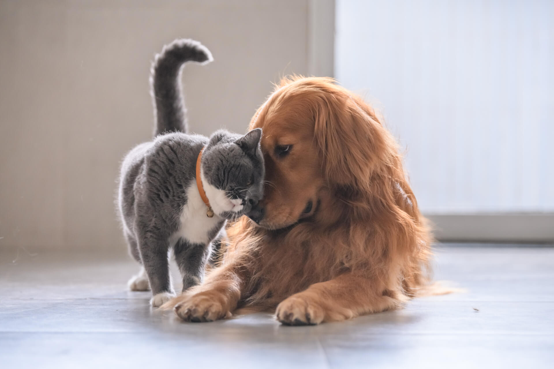 Grantham Veterinarian Mobile Slider