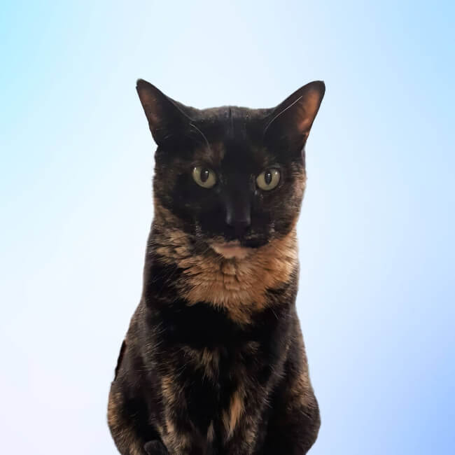 Olivia The Cat Boss