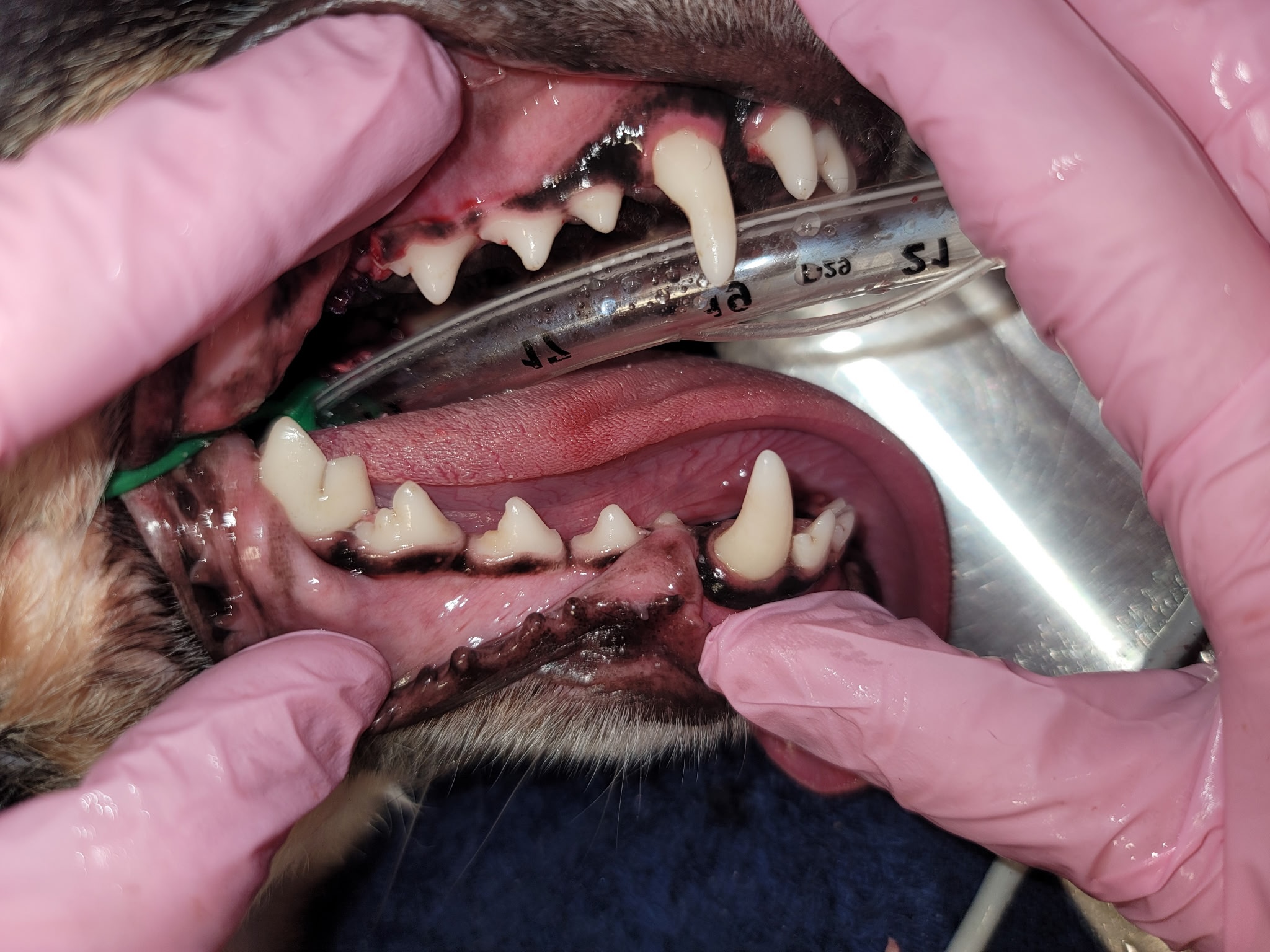 Dog Teeth After Dental