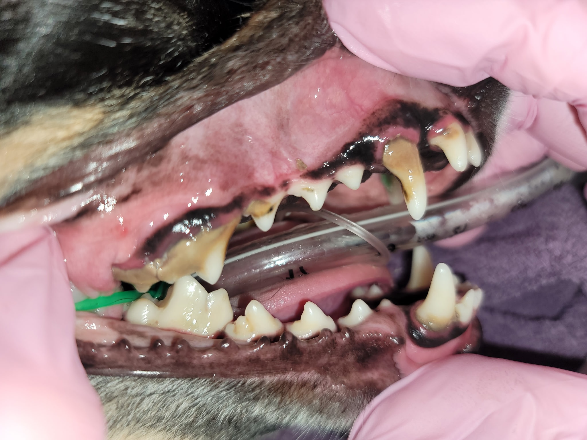 Dog Teeth