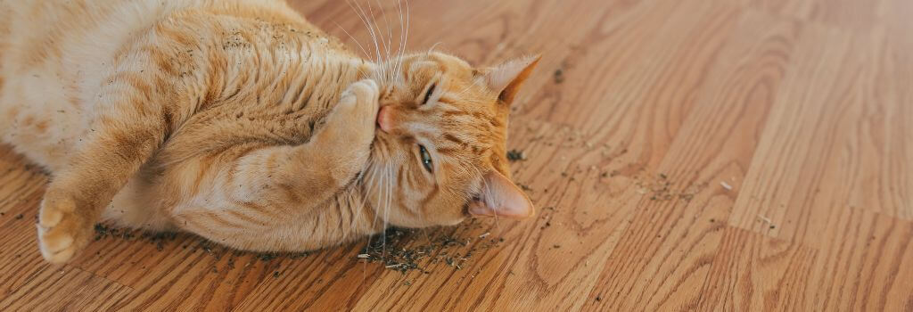 An orange cat rolling in catnip and rubbing and licking its paws