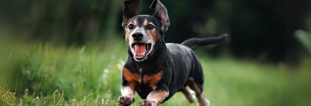 Senior daschaund running in a field.