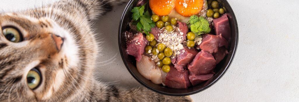 Cat with cat bowl