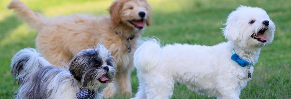 Dogs at a dog park where kennel cough can spread