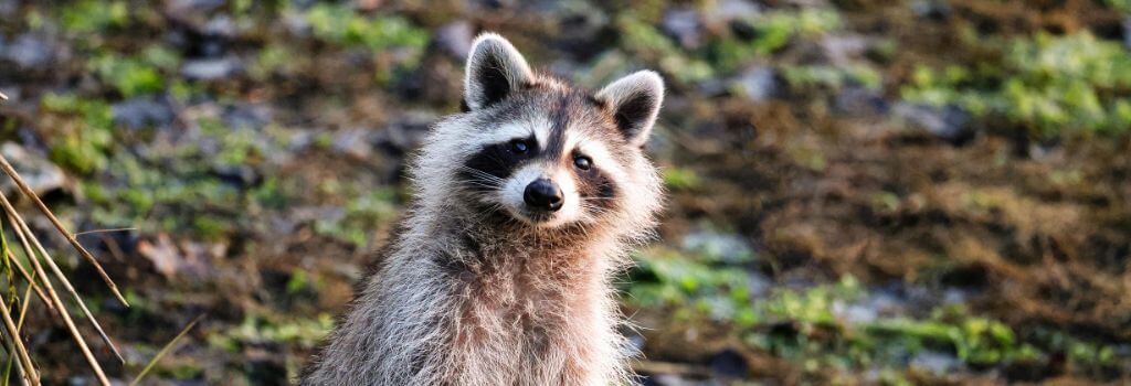 Raccoon outdoors, one of the animals that can carry rabies
