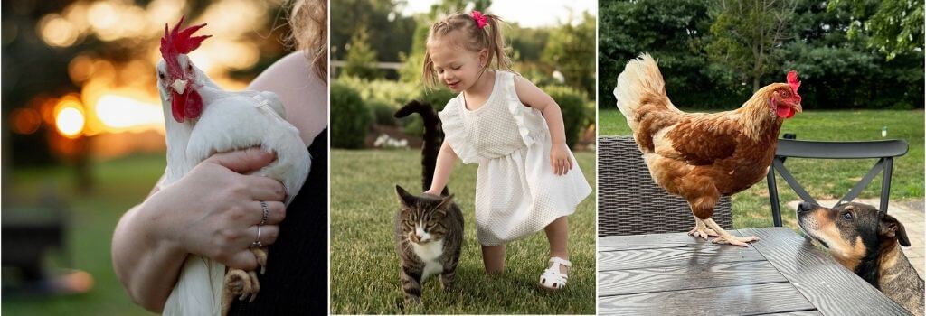 Bird flu affecting cats nationwide.