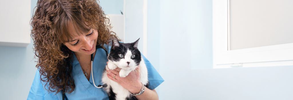 Veterinarian holding a cat