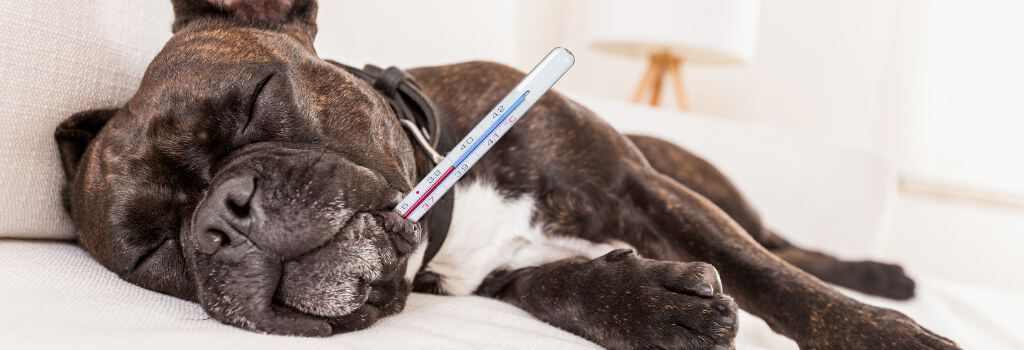 Dog sick with dog flu laying on the couch, thermometer in its mouth
