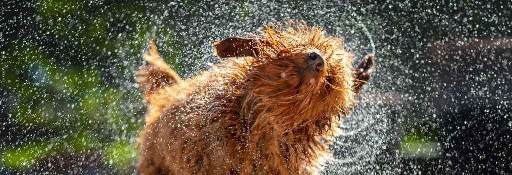 Dog shaking water out of its coat after swimming
