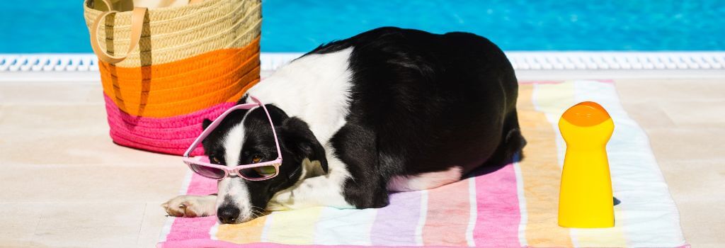 Dog sitting in the sun out by the pool