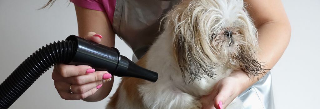 Shih Tzu being blow dryed by groomer