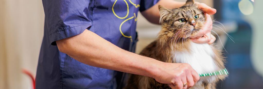 Cat being brushed by groomer