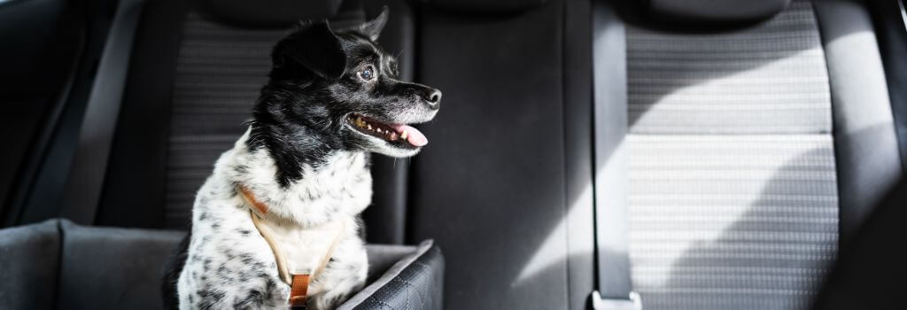 Dog in a pet bed in the car to prevent dog motion sickness