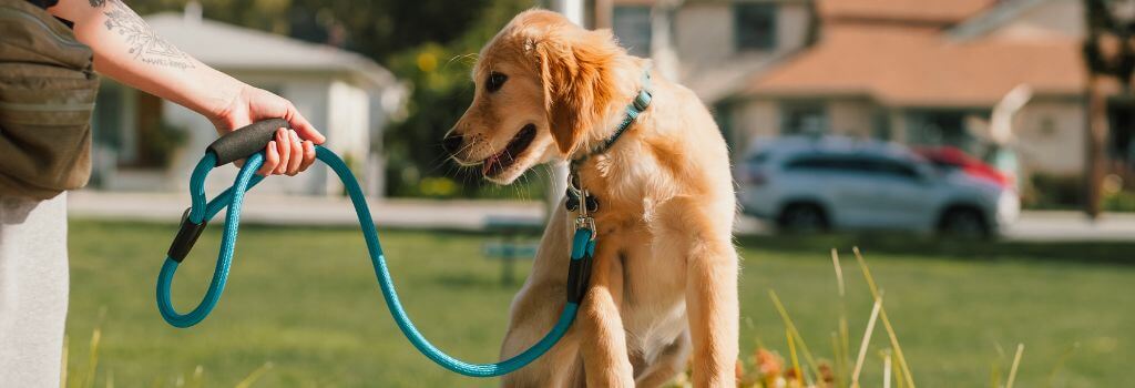 Dog on a leash being held by its owner