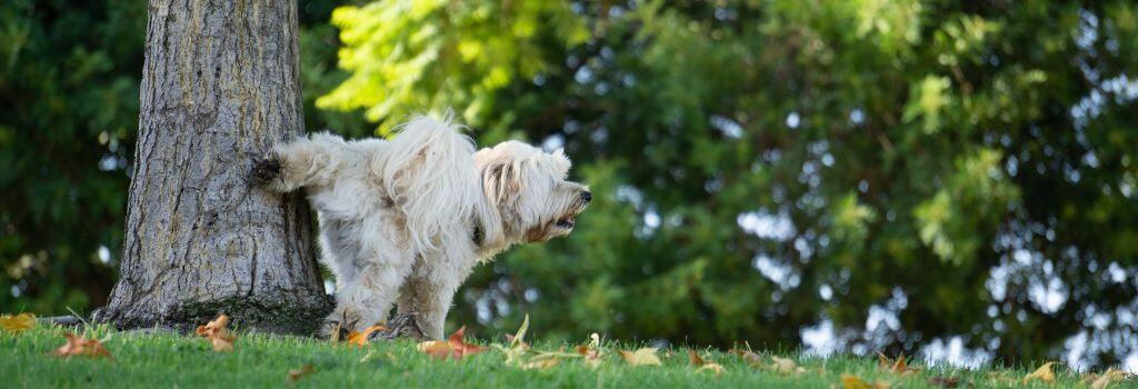Doing peeing on tree outside