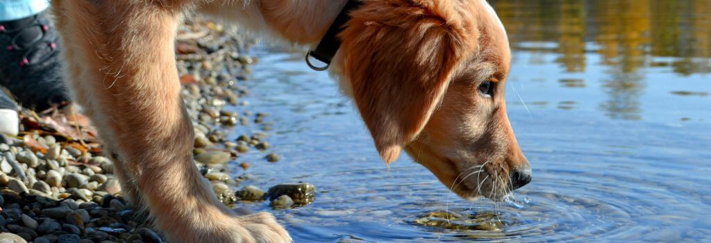 Dog drinking from lake, a way to contract leptospirosis in dogs