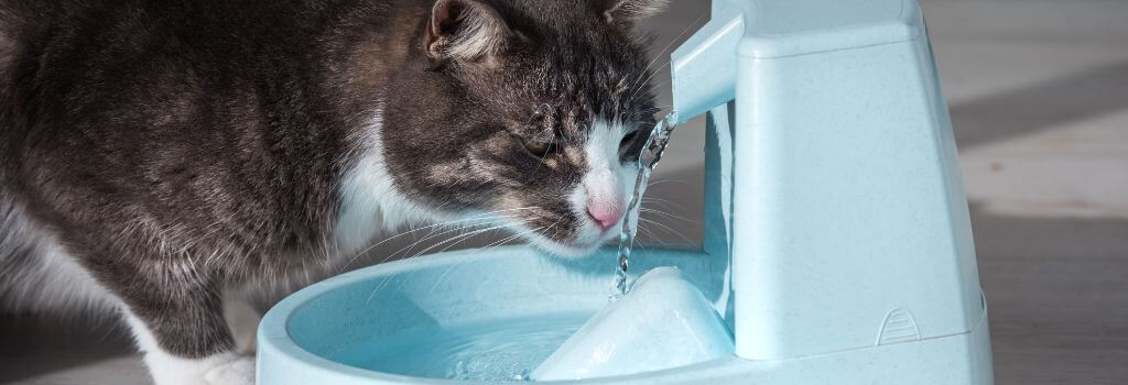 Cat drinking from cat water fountain for good hydration