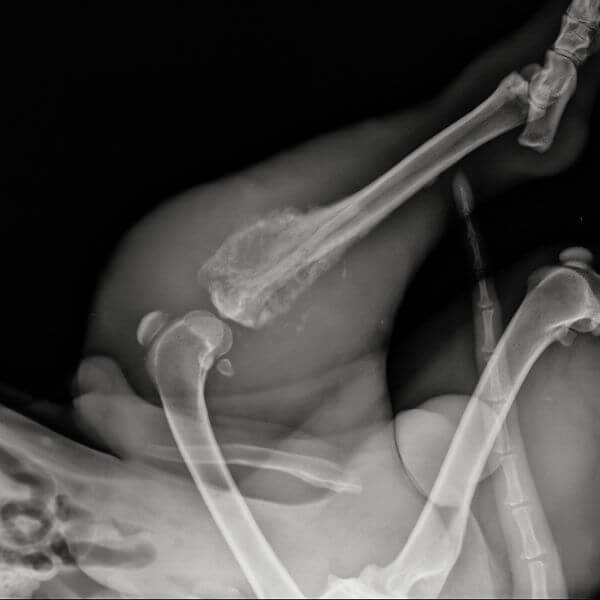 Xray of osteosarcoma in dogs
