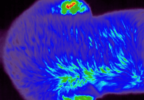 Diagnostic imaging showing evidence of osteoarthritis in dogs