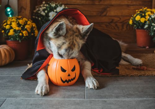 Dog sticking its head into a Halloween candy pail, while dressed in a dog Halloween costume