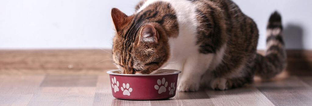 Cat eating out of a food bowl, does not have cat whisker fatigue