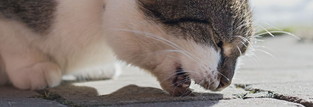 White and gray vomiting up a hairball outside