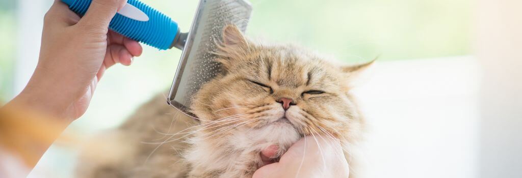 Owner brushing very fluffy brown cat