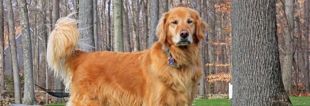Golden retriever dog standing outside in it's yard