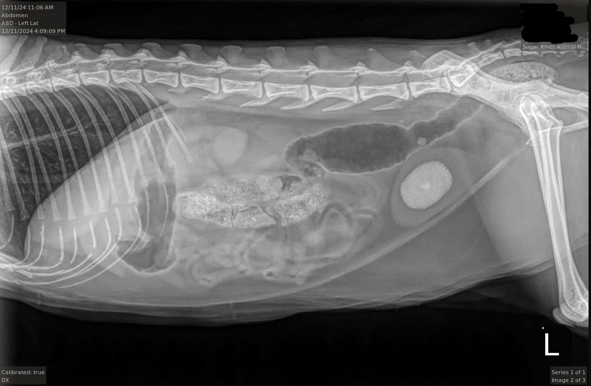 Radiograph showing a large bladder stone in a cat