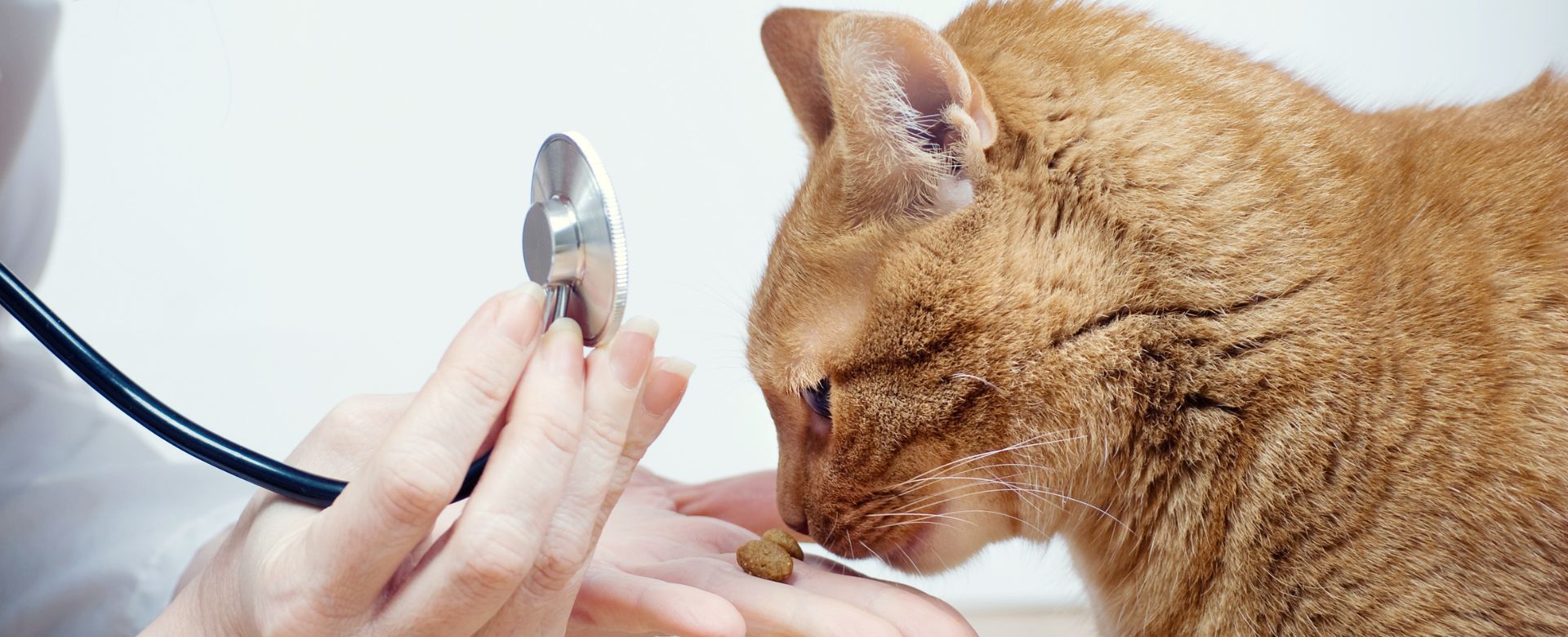 A cat being examined for lab work at Sugar River Animal Hospital