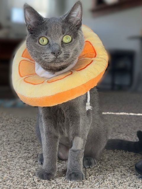 A cat recovering from surgery at Sugar River Animal Hospital