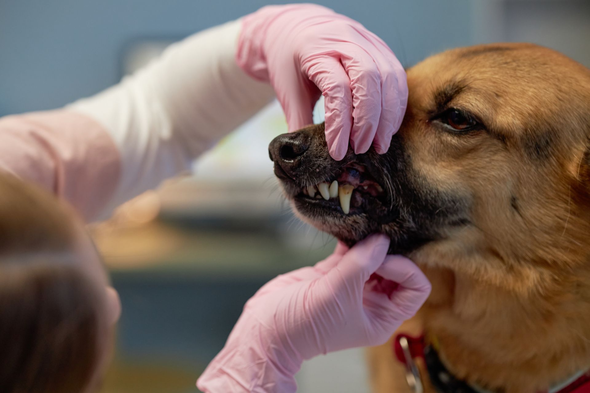 A dental exam at Sugar River Animal Hospital