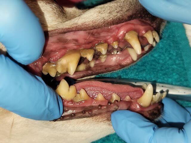 A dog's teeth before dental cleaning at Sugar River Animal Hospital