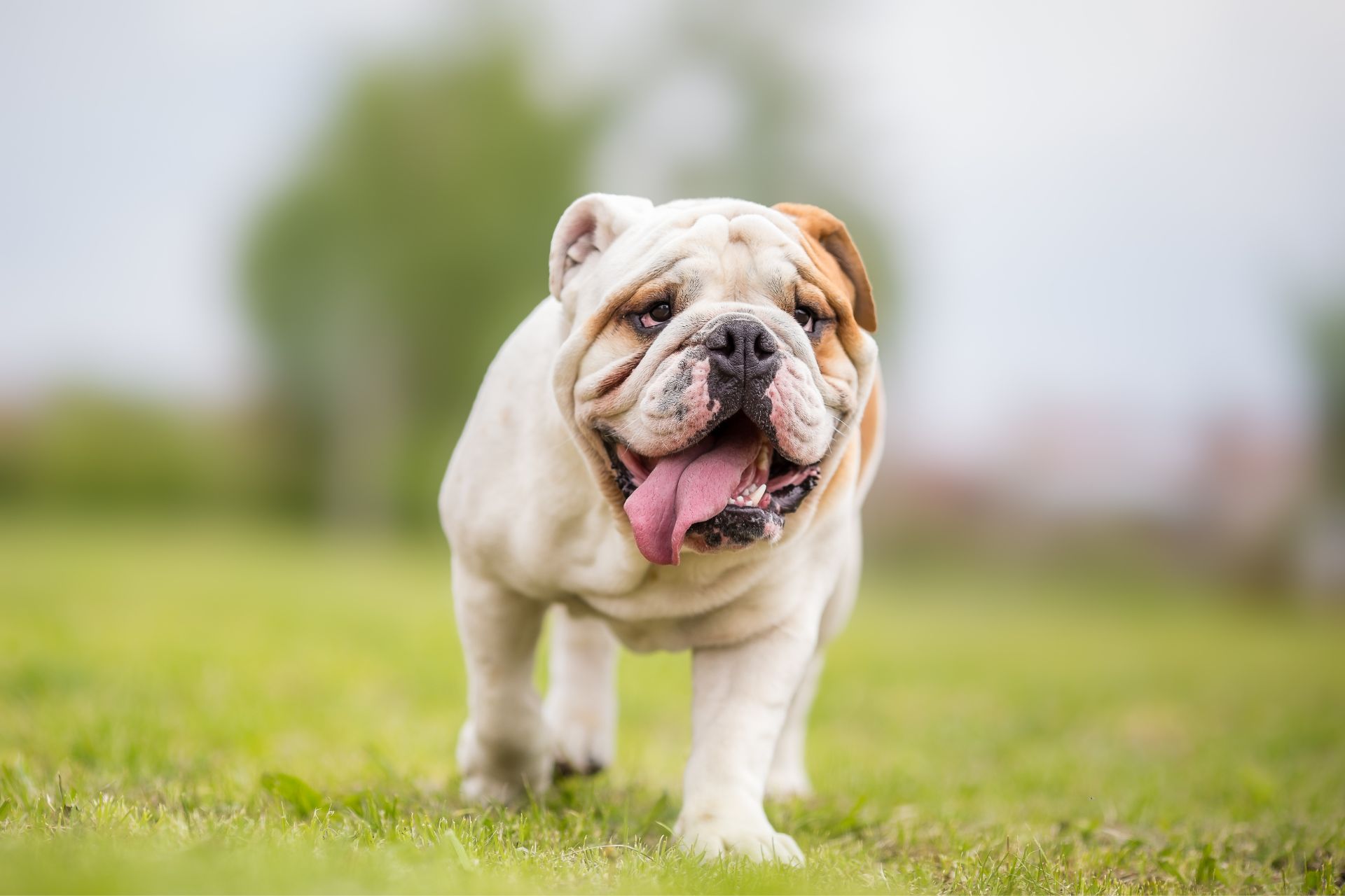 An English Bulldog panting outside