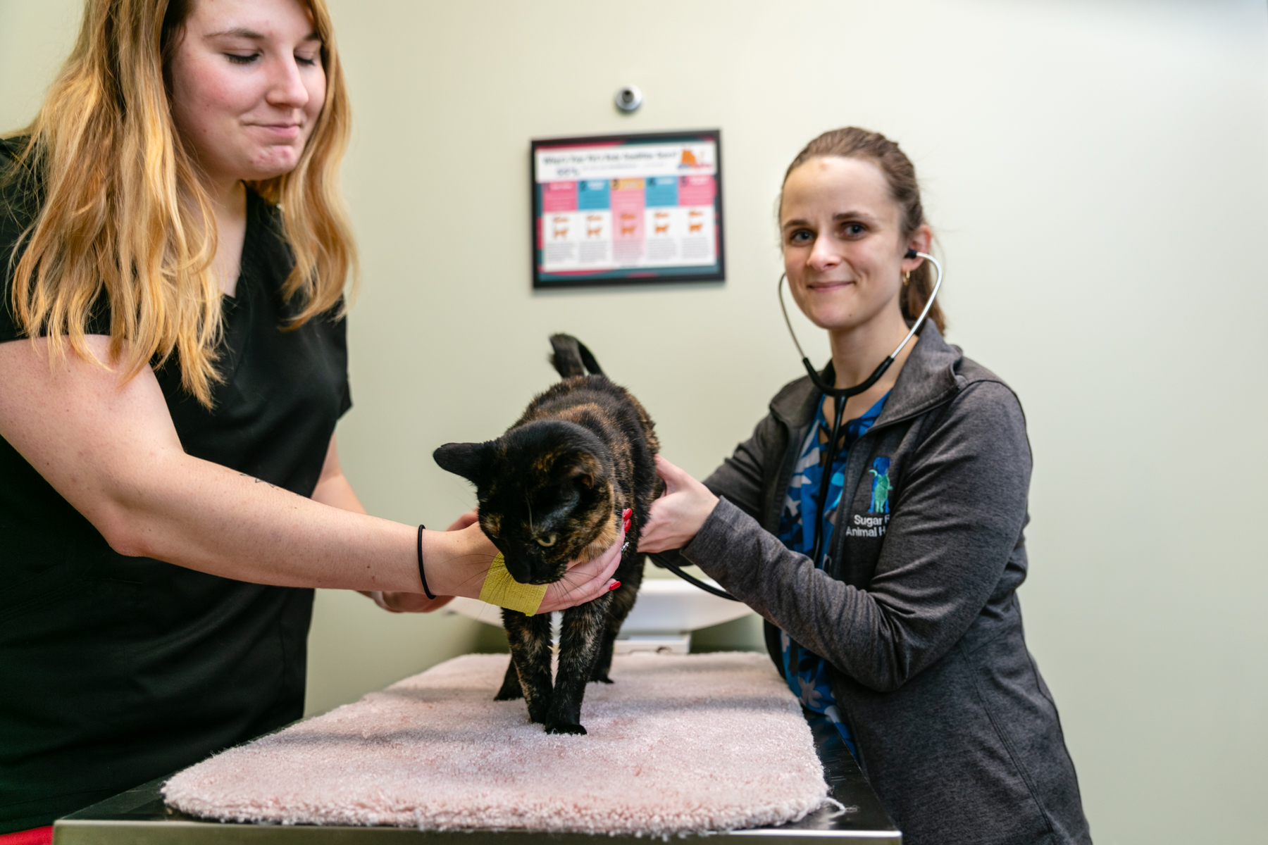 Wellness and urgent care exams at Sugar River Animal Hospital