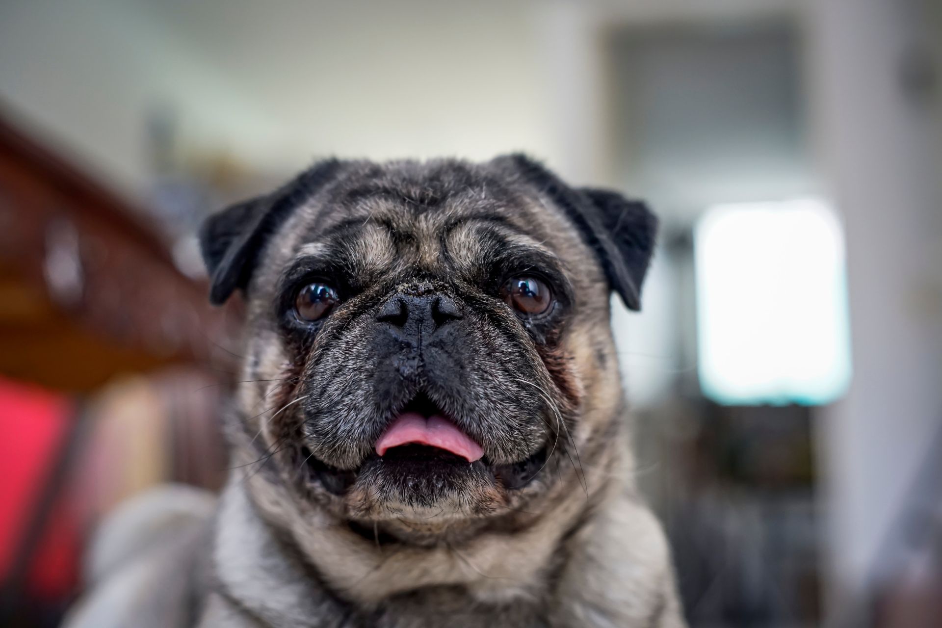 A pug panting outdoors