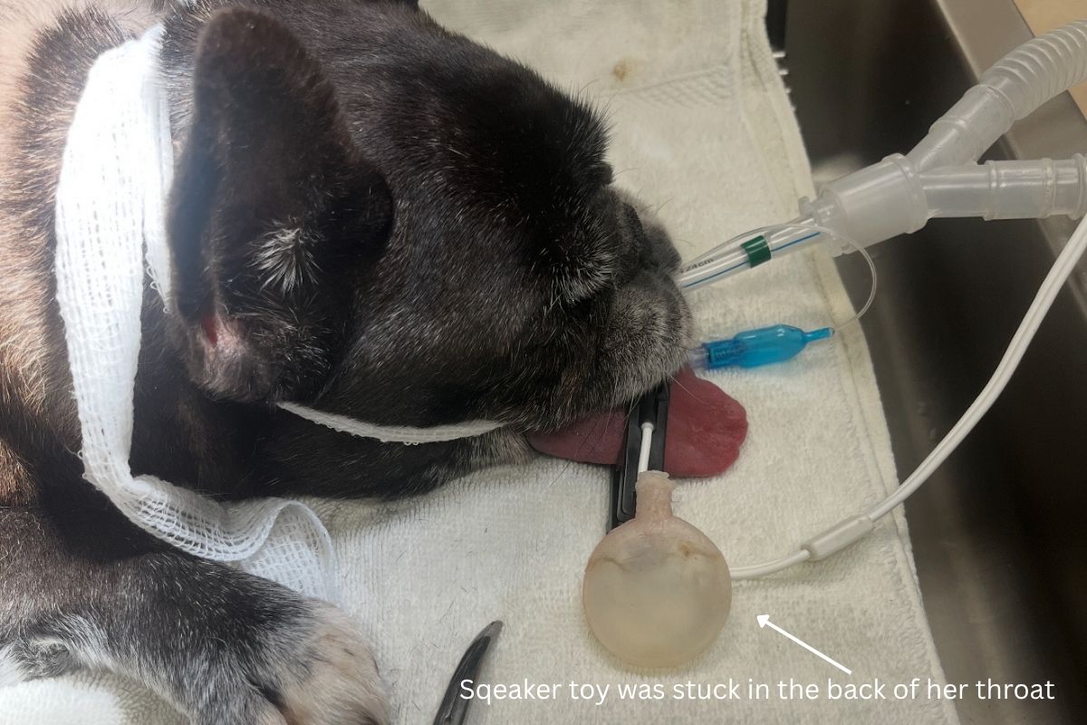 A French Bulldog treated for a foreign body at Sugar River Animal Hospital