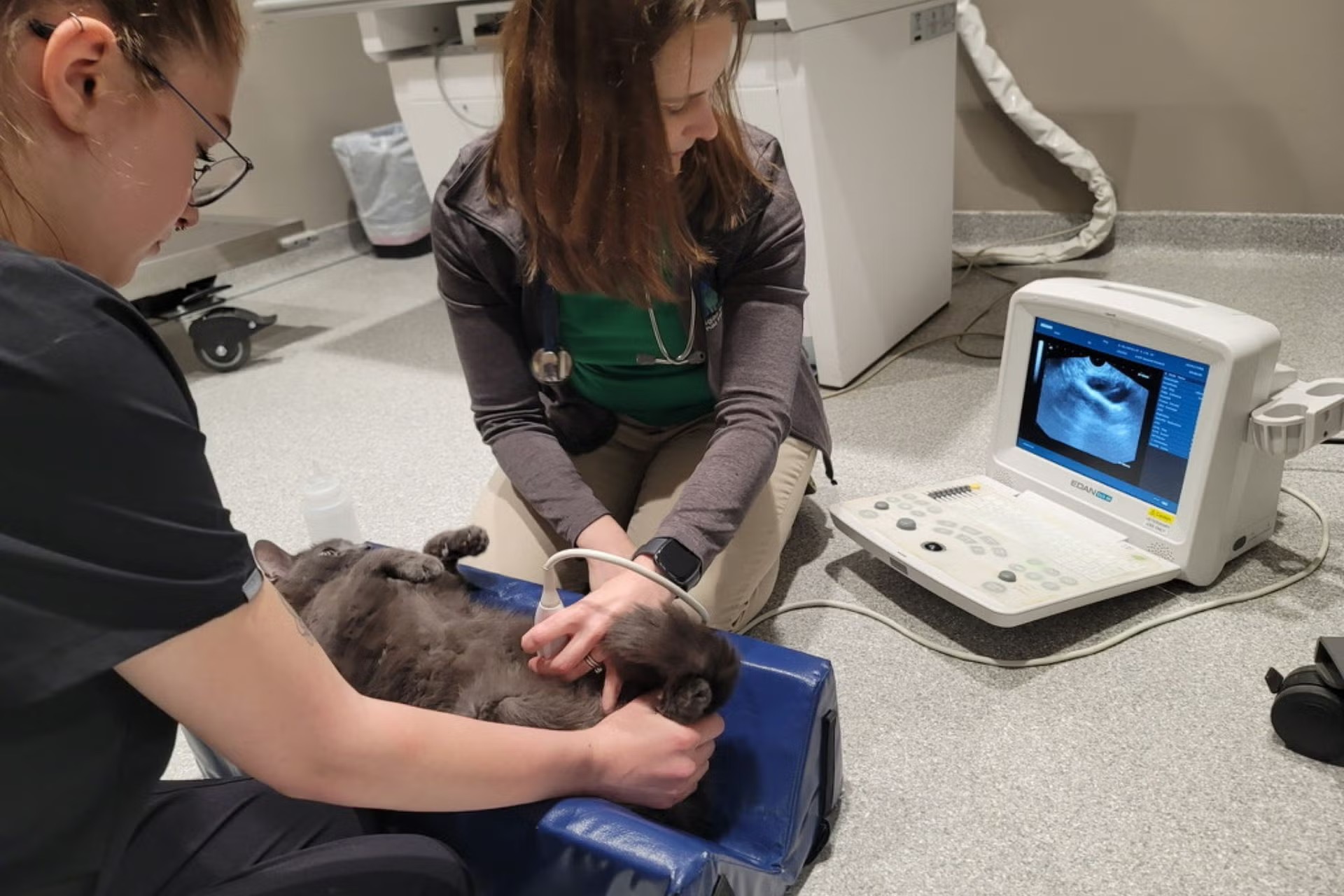 Dr. Catherine MacLean performing a feline ultrasound at Sugar River Animal Hospital