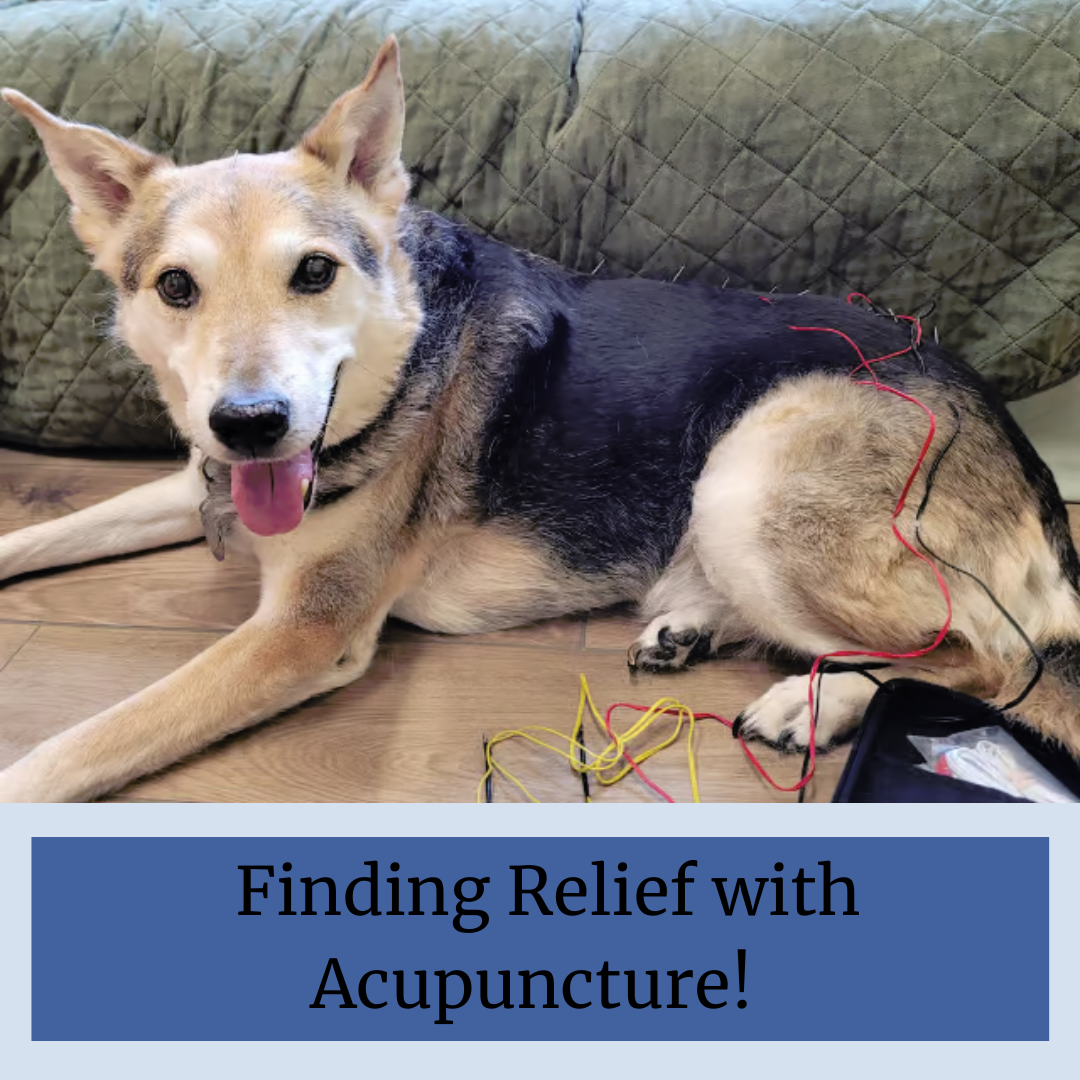 Acupuncture at Sugar River Animal Hospital in Grantham, NH
