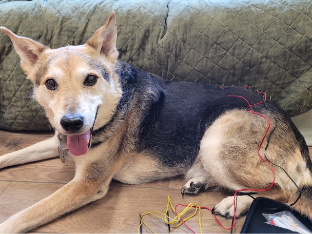 Acupuncture for dogs and cats at Sugar River Animal Hospital, Grantham, NH