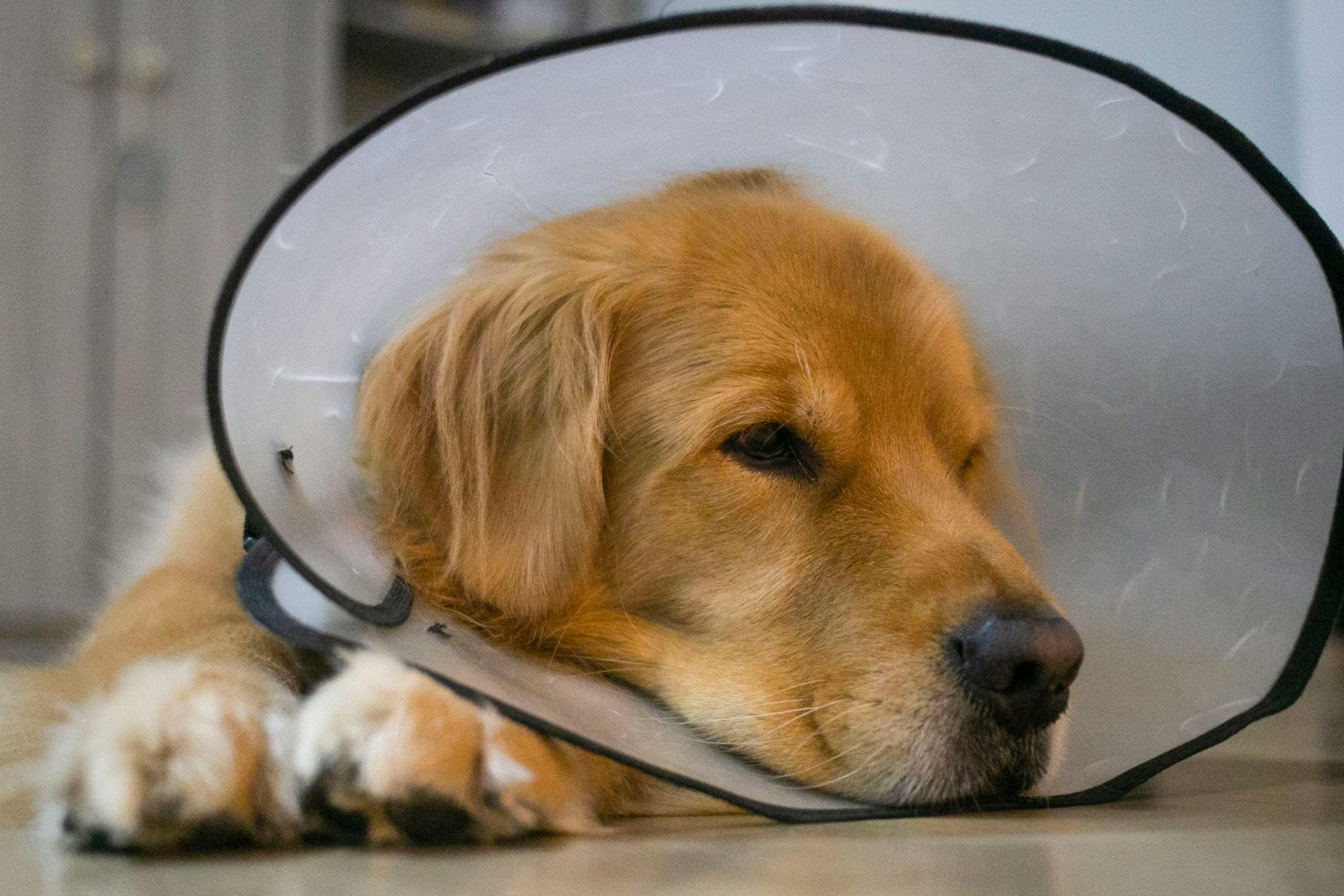 A dog recovering after surgery at Sugar River Animal Hospital