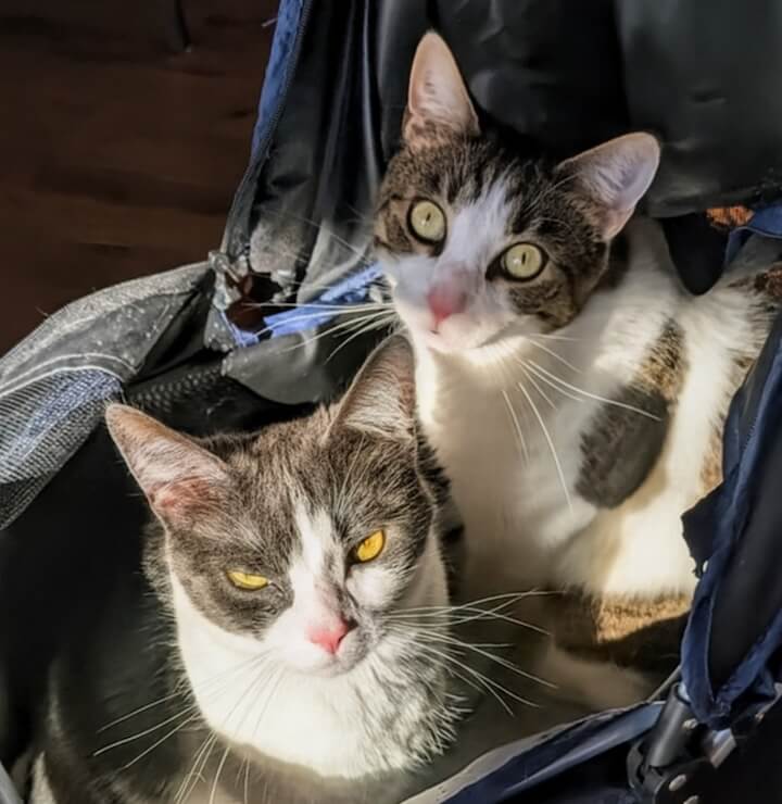 Two grey and white tabby cats resting together in a pet carrier