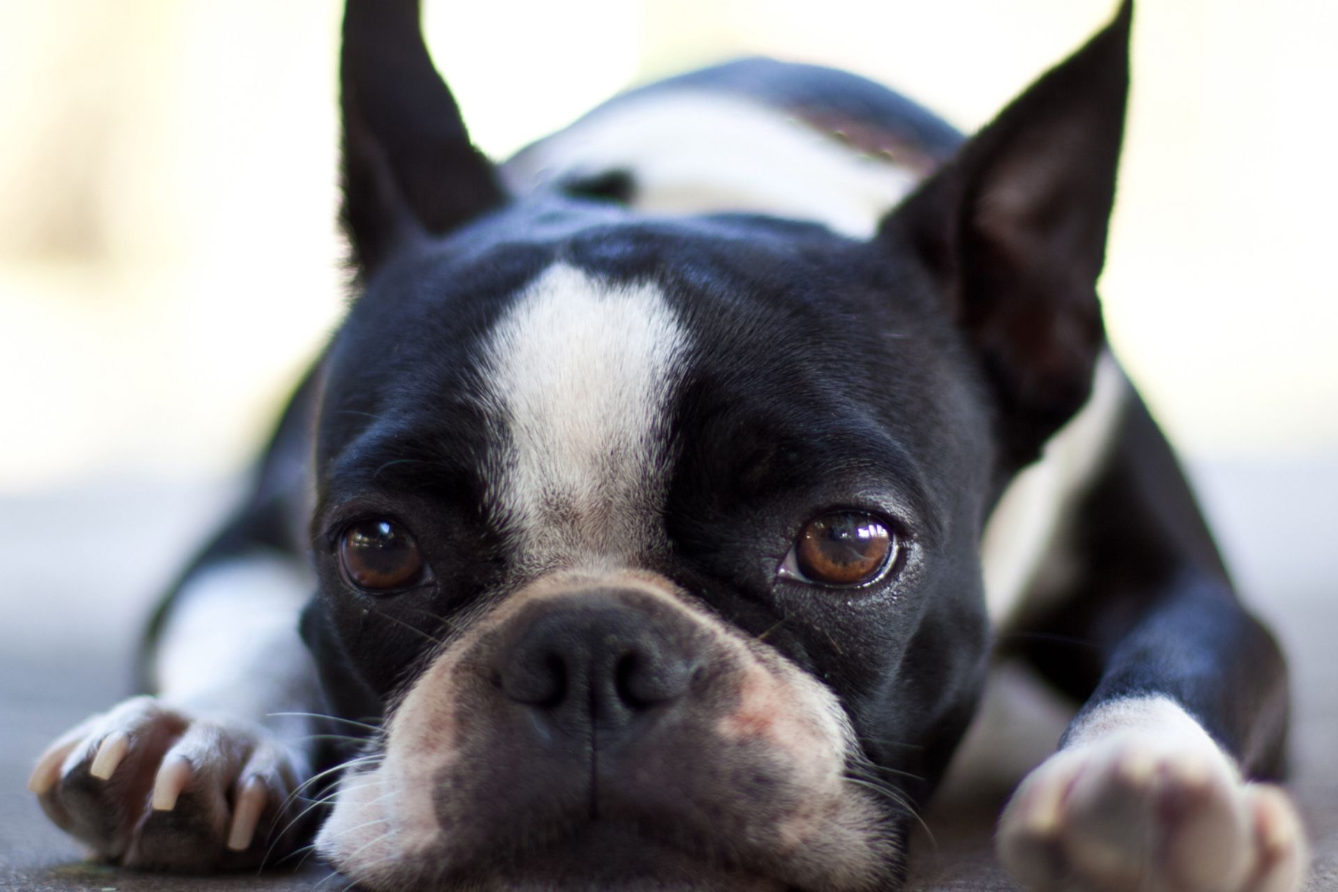 A Boston Terrier