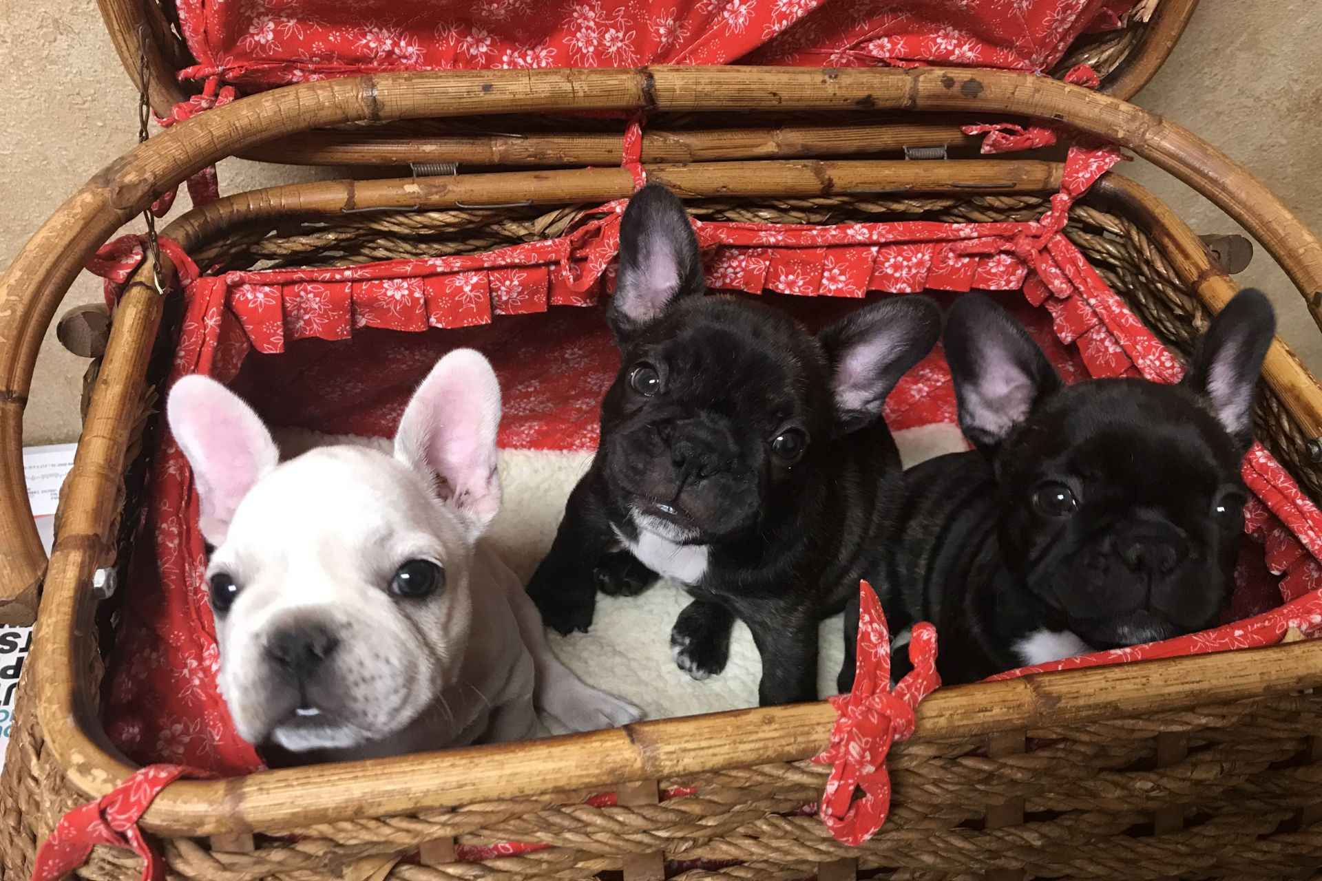 Brachycephalic dog breeds, including French Bulldogs