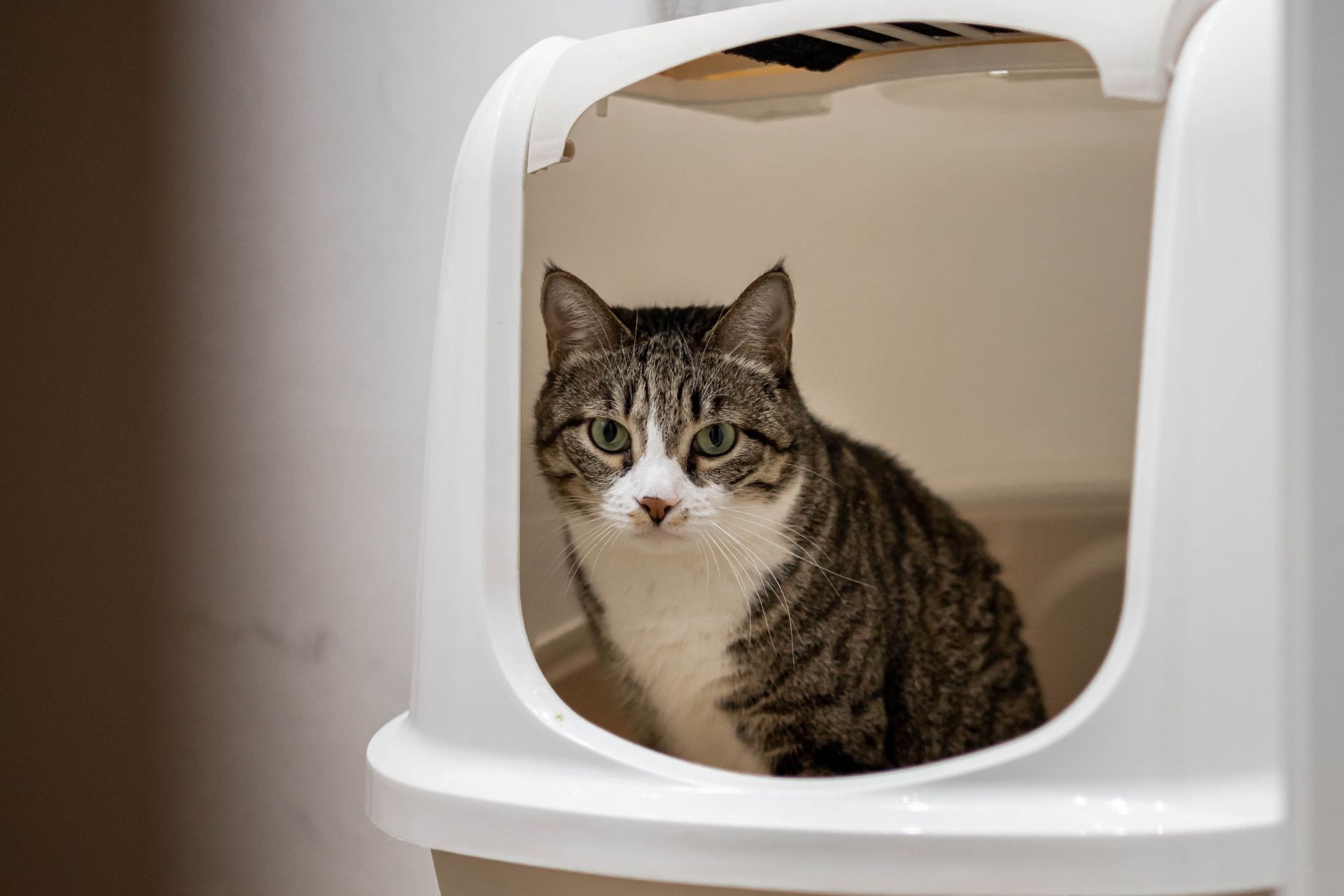 Cat in litterbox with urinary problems